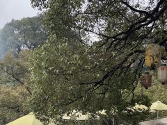 -南山植物园