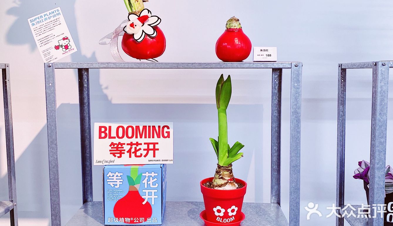 万事青松 好事花生 愉快玩耍的周末日常