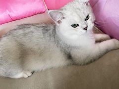 -猫大福·Fortune Cat猫舍(百子湾店)