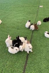 -萌宠亲子动物乐园(槐房万达店)