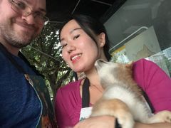 -柴犬高等学院·狗咖·柴犬售卖·宠物训练