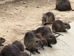 -泉州海丝野生动物世界