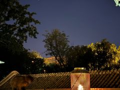 -Sirena海妖日咖夜酒