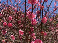 -瑞安圣井山景区