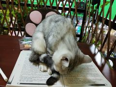 -李小姐の猫咖啡馆(五角场店)