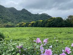 -中国茶叶博物馆(双峰馆区)