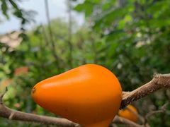 -优游吧斯邹族文化部落