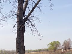 -天津武清北运河郊野公园房车露营地