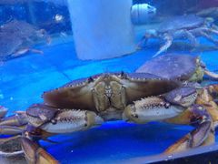 -高老庄新家宴(北斗星广场店)