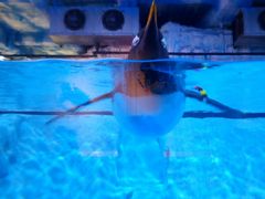 -芜湖新华联大白鲸海洋公园