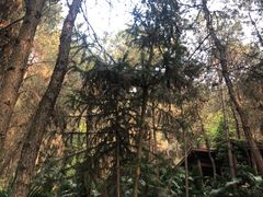 -铁山坪森林公园