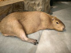 -Zoolung Zoolung动物主题公园(海信广场店)