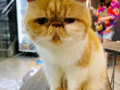 -more than meow吴止猫主题餐厅(承德 中船汇店)