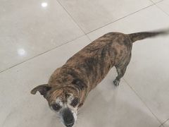 -佳雯宠物医院·皮肤科·内外科(春晓路分院)