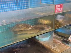 -费明中罗非鱼(大石坝店)
