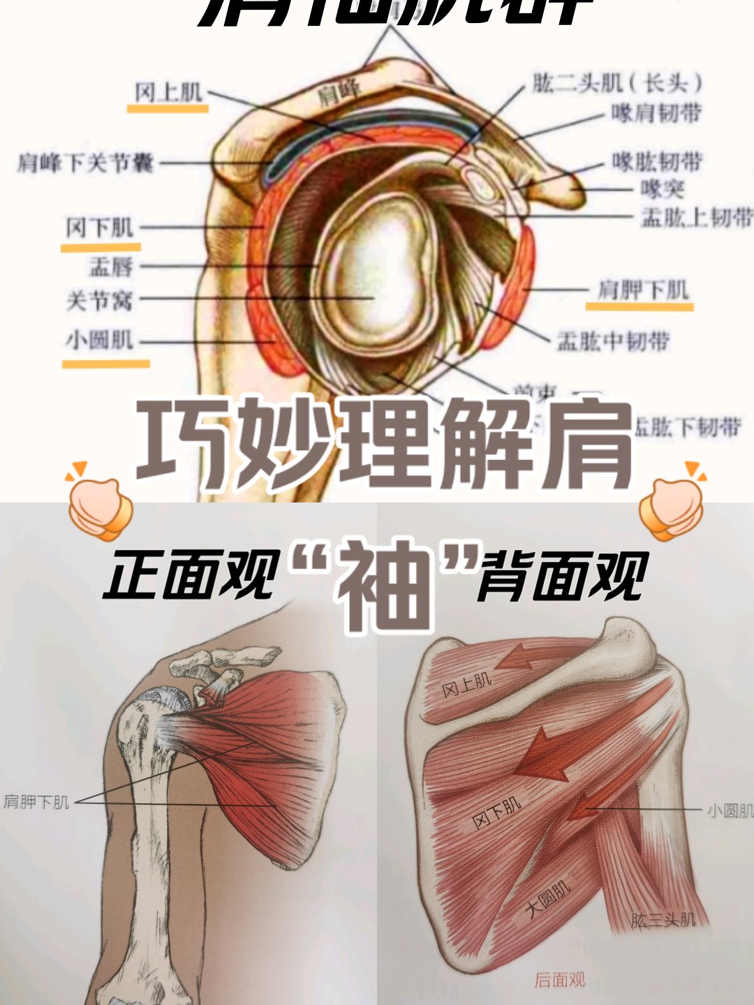 上臂背侧下1/3处在哪图片