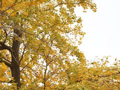 -八大关景区