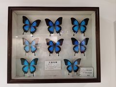 -上海昆虫博物馆