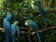 -广州长隆野生动物世界