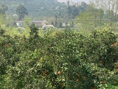 -樱桃山旅游景区