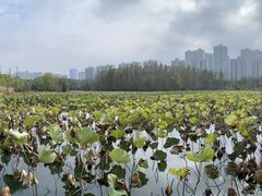 -昆山城市生态森林公园