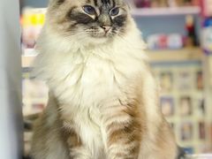 -喵的天空名猫咖啡馆·撸猫·猫舍·用品