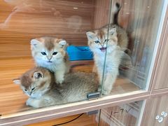 -猫十亿·布偶金渐层·曼基康矮脚猫舍(青年路店)