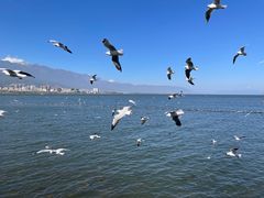 -大理洱海