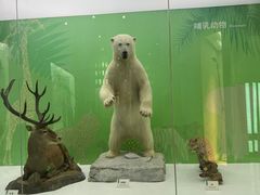 -国家自然博物馆