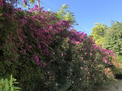 -奥林匹亚宙斯神庙