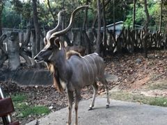 -清迈夜间动物园