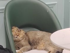 -安格丽娜·狗咖·猫咖羊驼咖(春熙路百盛商场店)