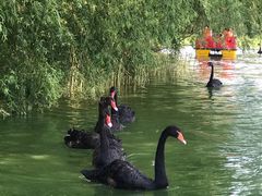 -长白岛森林公园