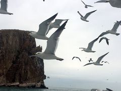 -长岛万鸟岛