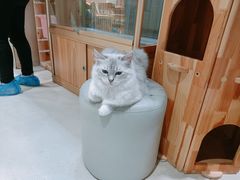 -藏猫猫咖啡主题馆(中央大道店)