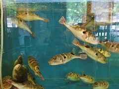 -天正河鲀·河豚亭(大连店)