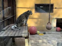 -青藏高原野生动物园