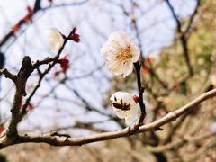 -香雪海