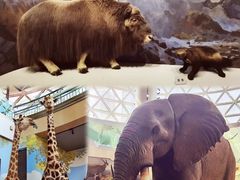 -陕西自然博物馆