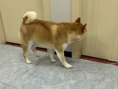 -安安宠医·臻爱宠物医院·宠保定点(营门口路分院)