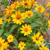 仙湖花展｜春日赏花｜满眼都是春天，美醉了