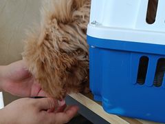 -艾贝尔宠物医院·狂犬免疫点(江山金象城店)
