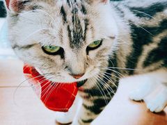 -猫小院猫主题餐厅(南锣旗舰店)