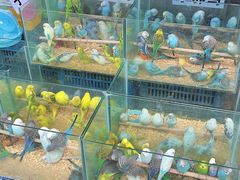 -青石桥花鸟鱼虫市场(叠翠城店)