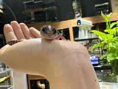 -酷以爬仙阁实体爬宠店·守宫·蜥蜴·专业繁育