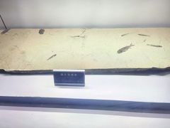 -中国地质大学逸夫博物馆