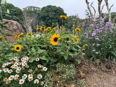 -深圳仙湖植物园