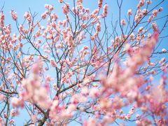 -梅花山(明孝陵内)