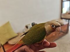 -吉丁鸟咖·异宠·寄养