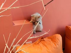 -藏猫猫咖啡主题馆(中央大道店)